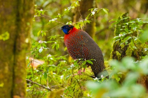 bhutan bird watching retreat
