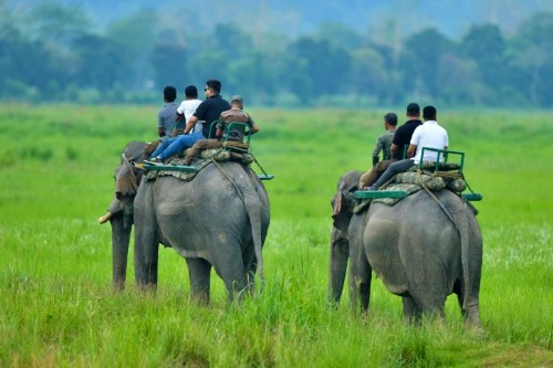 discover meghalaya wildlife wonders
