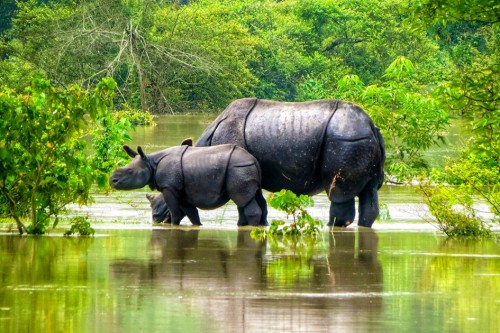 Meghalaya Kaziranga Adventure