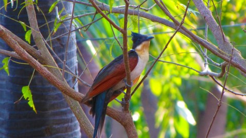 Bird at Chidiya Tapu Beach