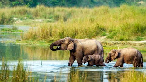 Elephant at Chitwan National Park