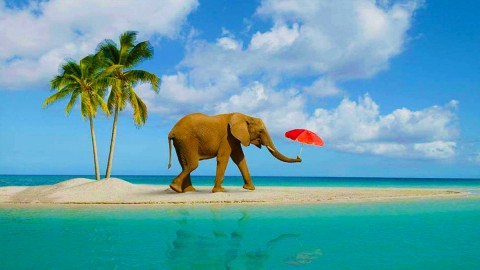 Elephant Beach