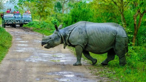 Kaziranga National Park