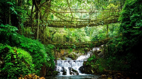 Living Root Bridge