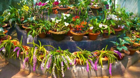 Orchid at Tipi Orchidarium
