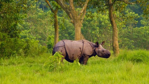 Rhino at Chitwan National Park