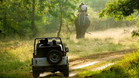 Safari at Periyar National Park