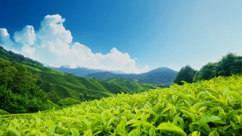 Sevenmallay Tea Estate