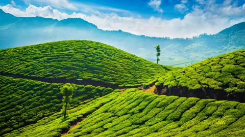 Tea Garden Darjeeling