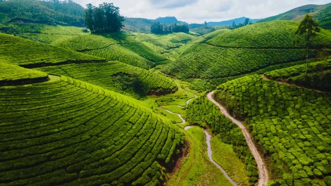Tea Plantation at Munnar