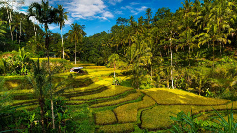 Tegallalang Rice Terraces