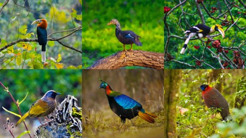 Variety of Birds