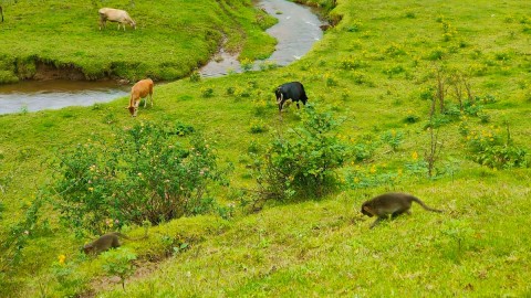 Yellapatty Grassland