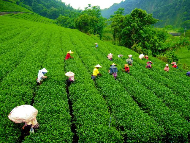 assam