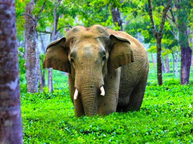 kaziranga