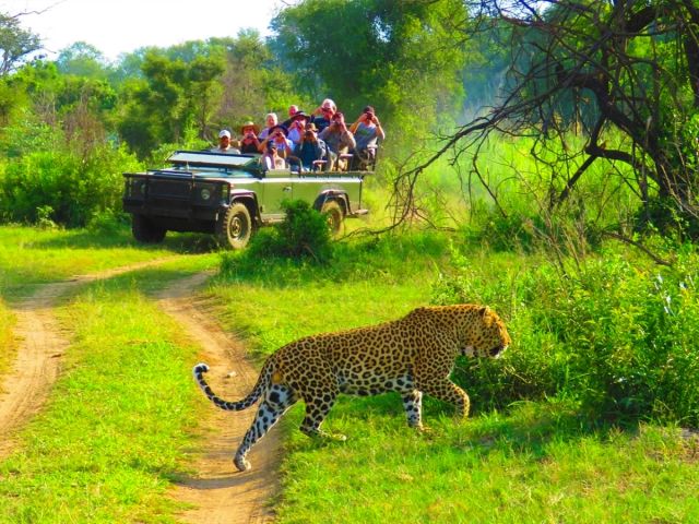 wildlife
