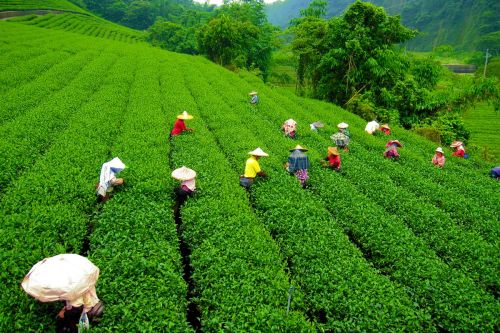 Assam Travel Package Covering Guwahati and Kaziranga