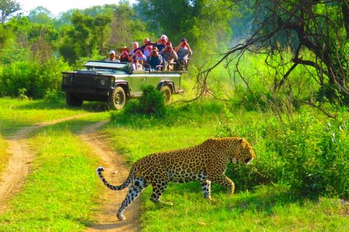 India Wildlife Tour Package with Jungle Safari